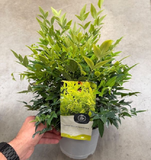 Nandina