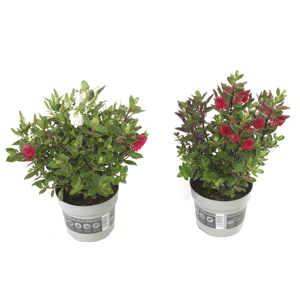 Hebe andersonii all blooms twin