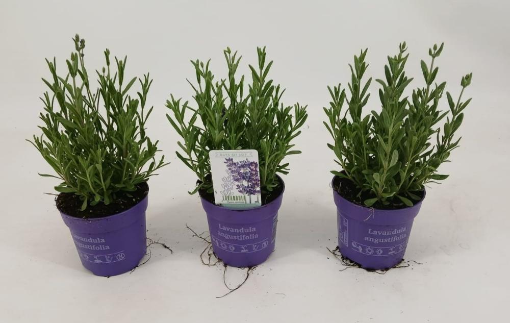 lavandula