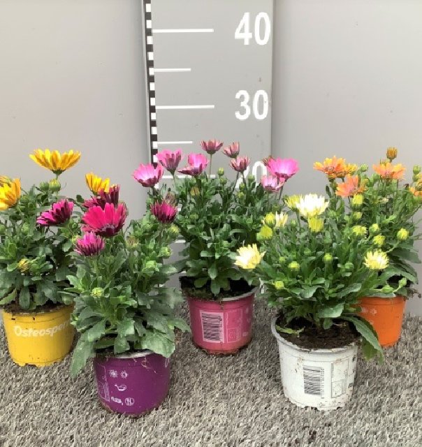 Osteospermum