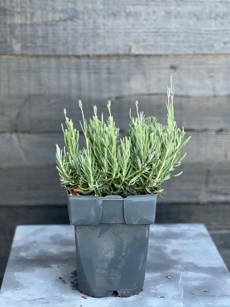 Lavandula