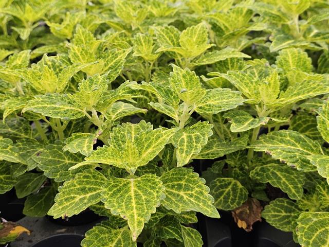 coleus