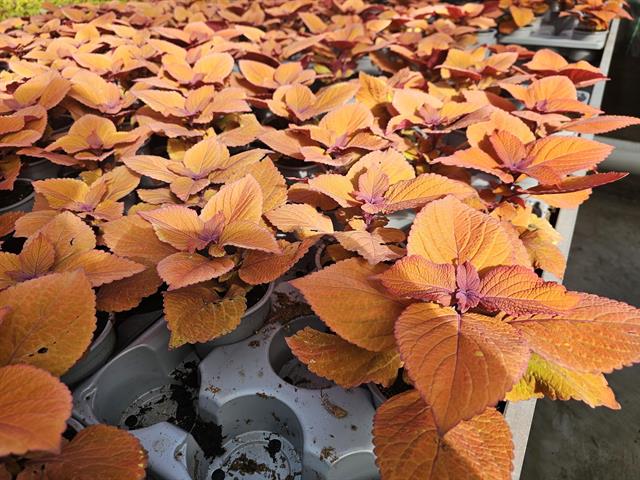 coleus