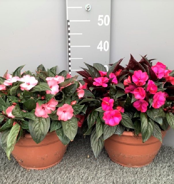 Impatiens new-guinea