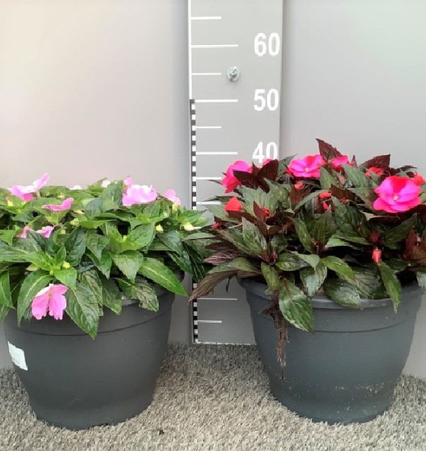Impatiens new-guinea