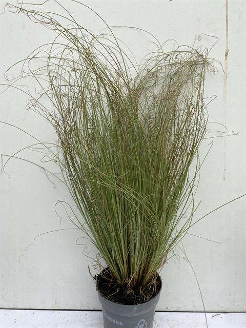 Carex