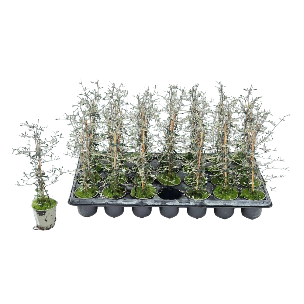 Corokia cotoneaster