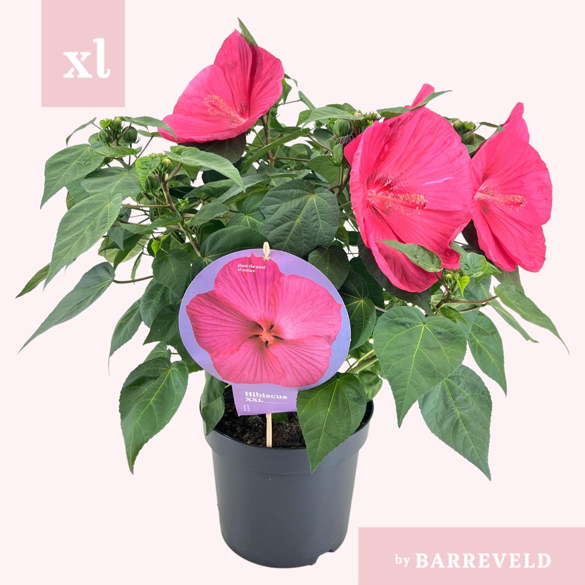 Hibiscus