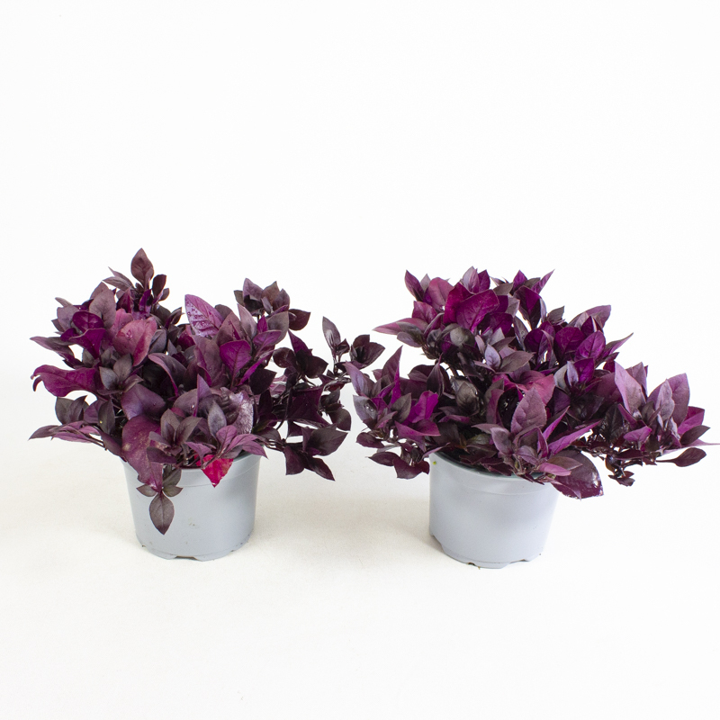 Alternanthera brasiliana
