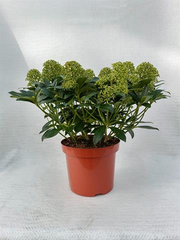 Skimmia