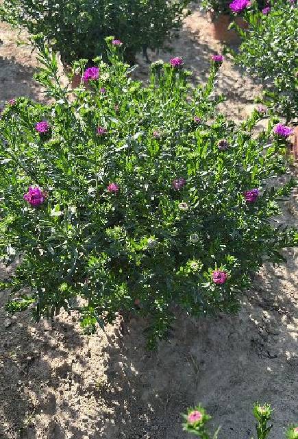 Aster