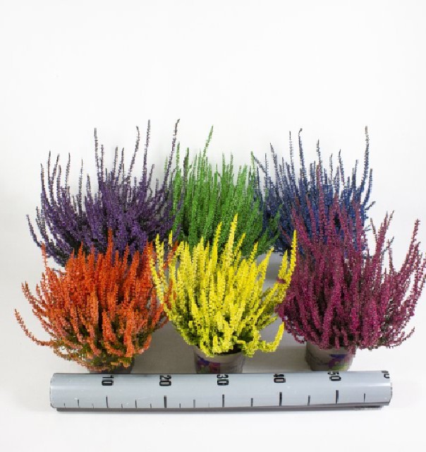 Calluna teintee