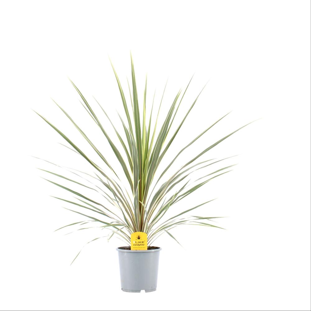 cordyline indivisa