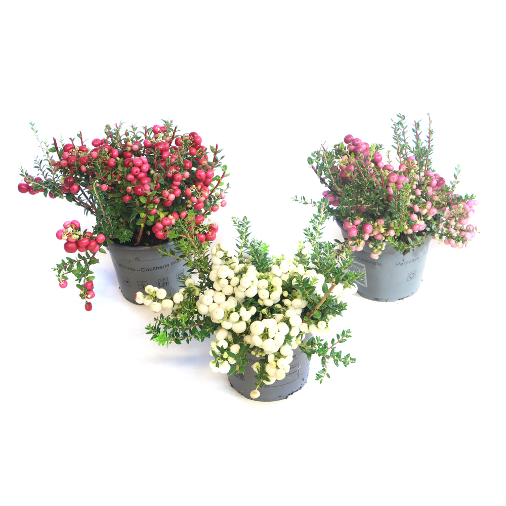 Pernettya/gaultheria mucronata