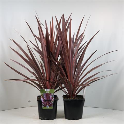Cordyline indivisa