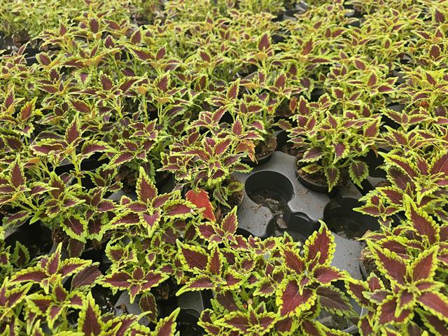coleus