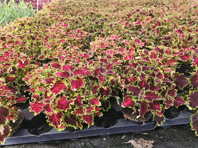 coleus
