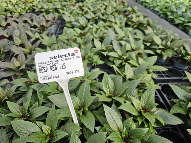 Impatiens new-guinea