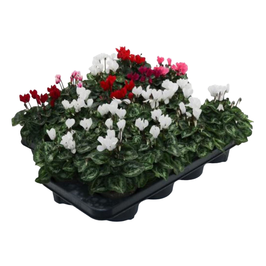 Cyclamen persicum mini