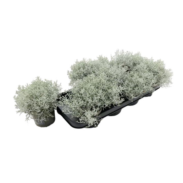 Calocephalus/leucophyta brownii