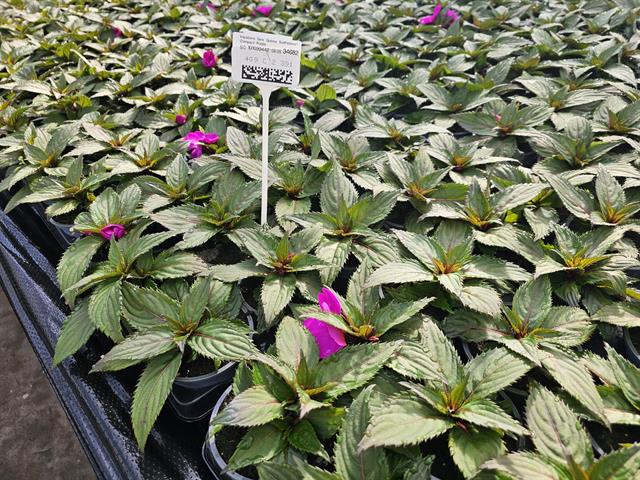 Sunpatiens