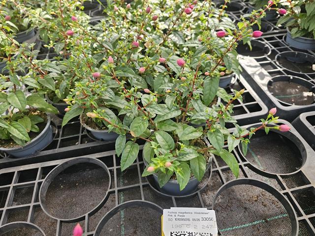 fuchsia