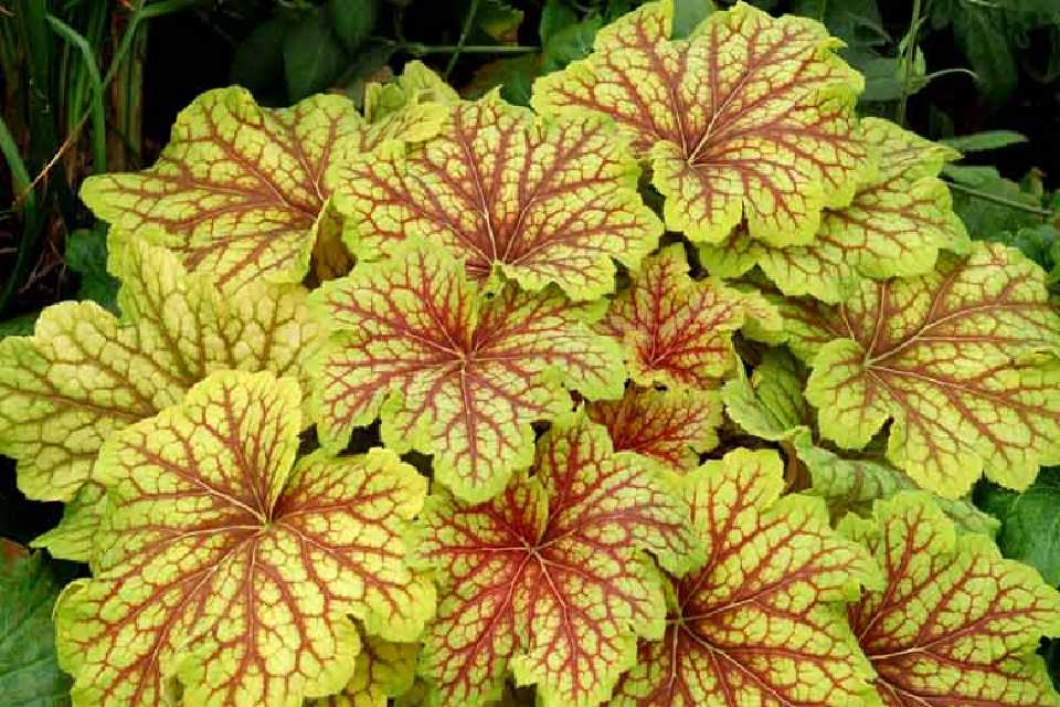 Heuchera