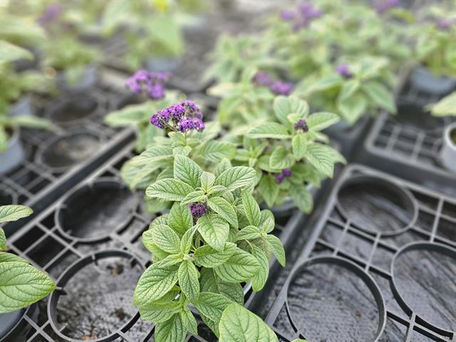 Heliotropium