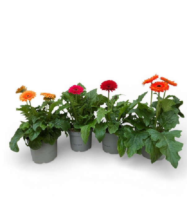 Gerbera