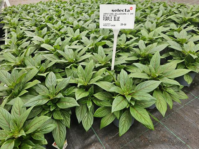 Impatiens new-guinea