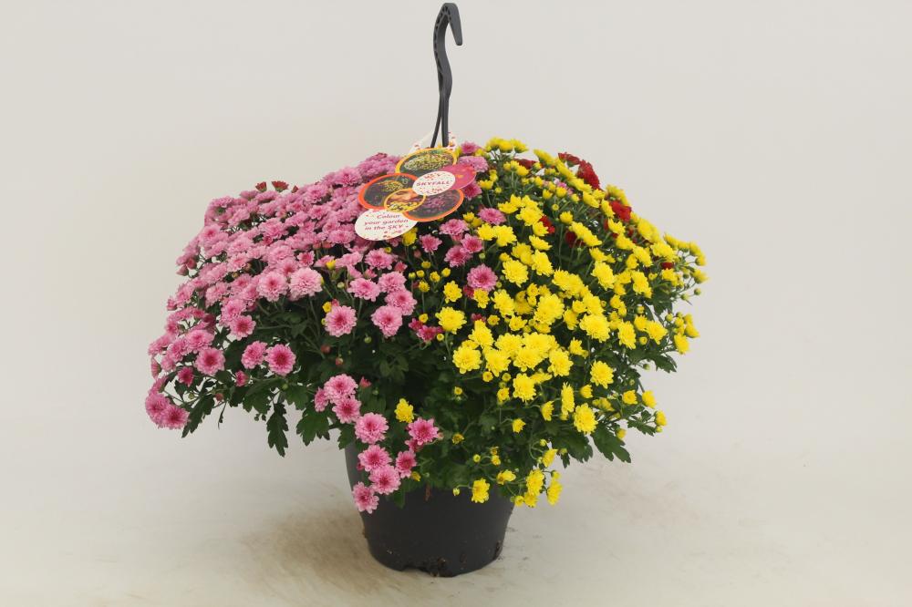 Chrysanthemum multiflor
