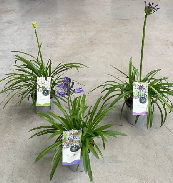 Agapanthus