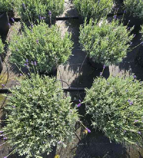 lavande - lavandula