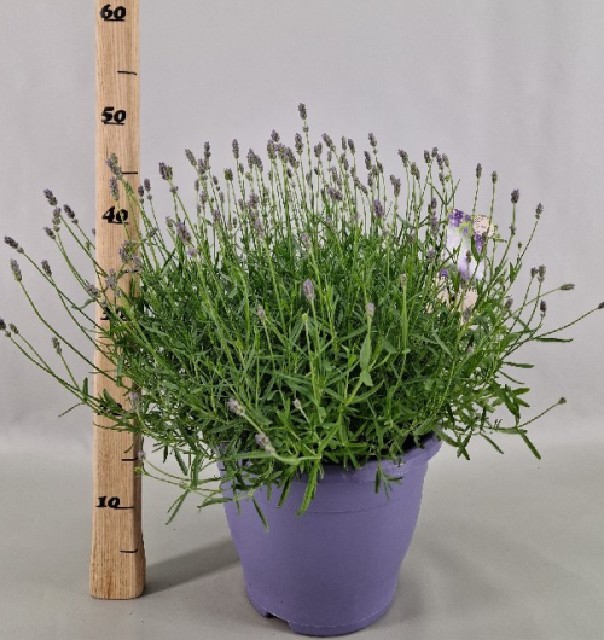 Lavande - lavandula
