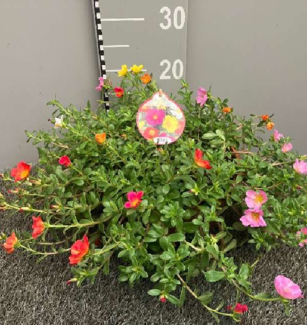 Portulaca