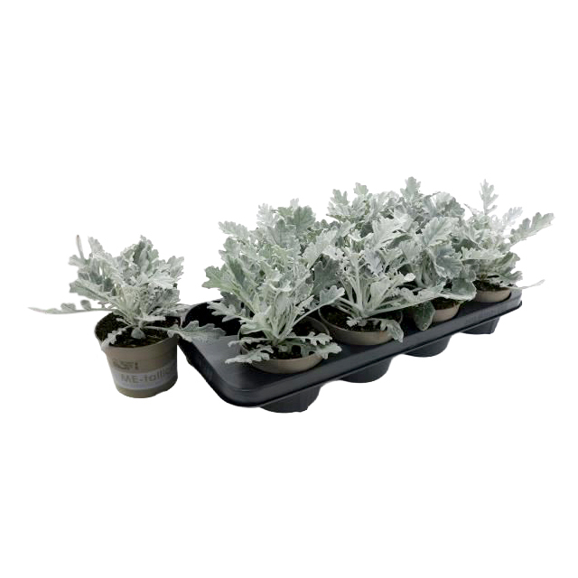Senecio hybride winter whisper