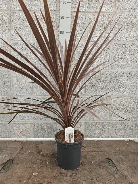 Cordyline indivisa