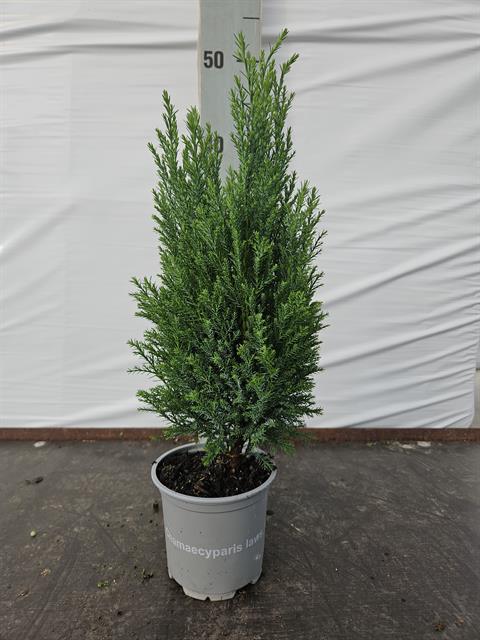 chamaecyparis