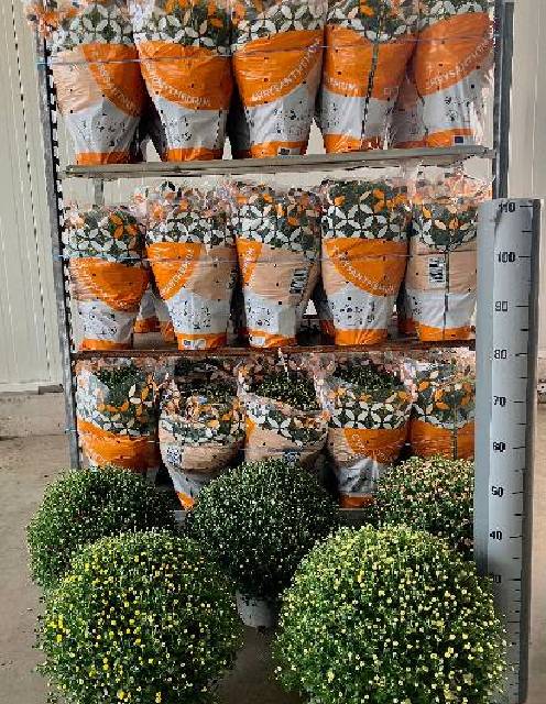 Chrysanthemum multi boule
