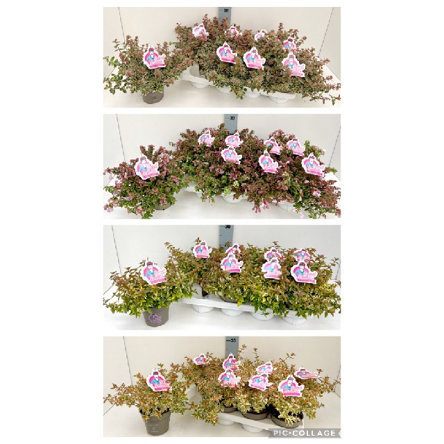 Abelia