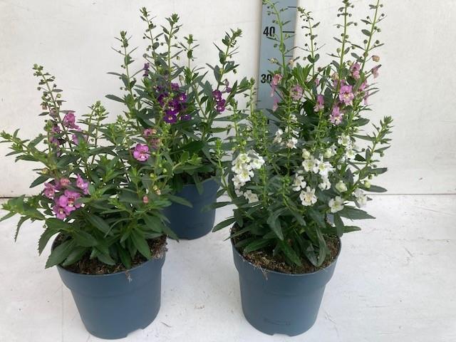 Angelonia