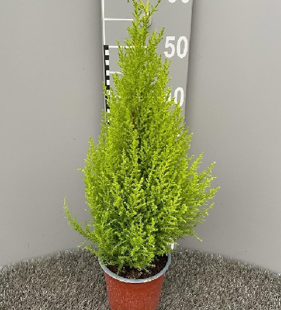 Cupressus