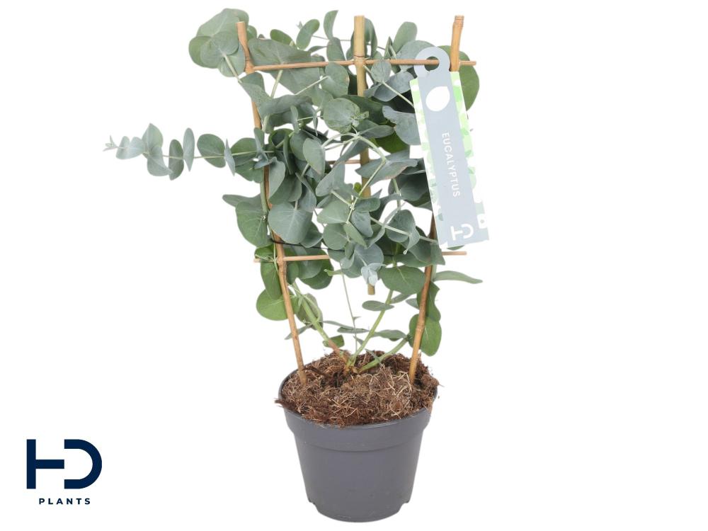 Eucalyptus