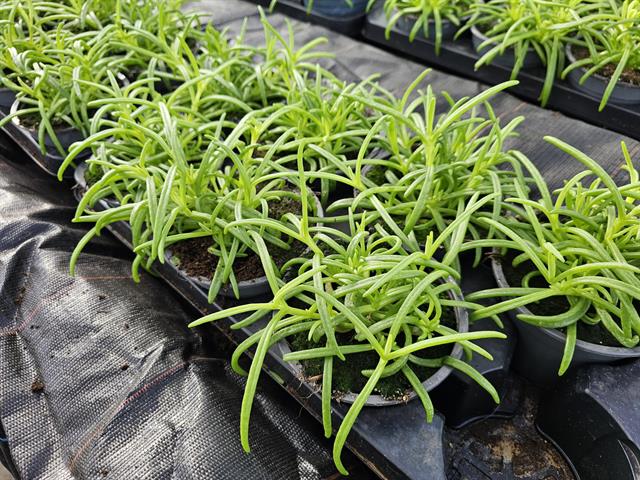 Delosperma