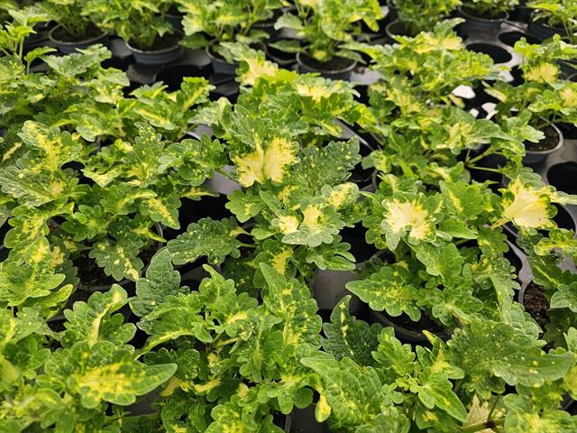 coleus