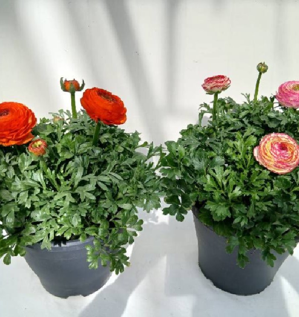 Ranunculus