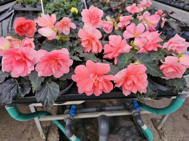 Begonia pendula