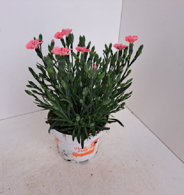 dianthus