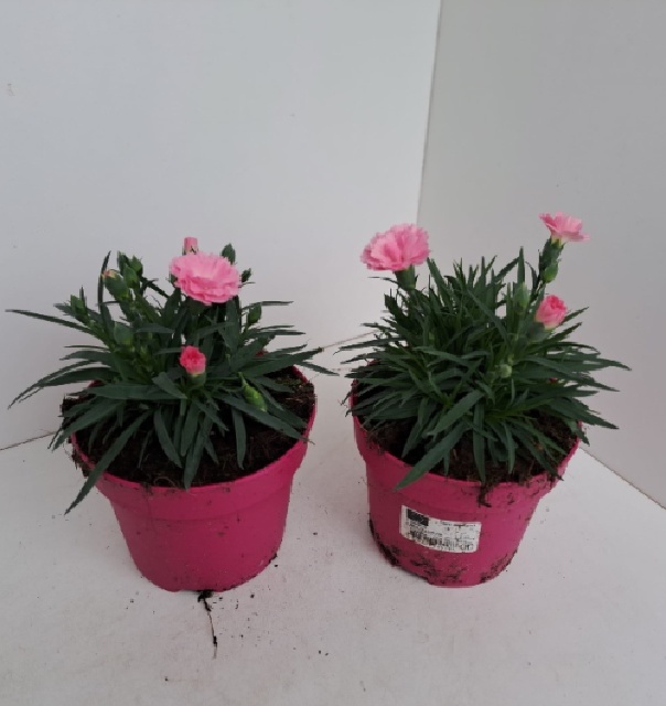 Dianthus