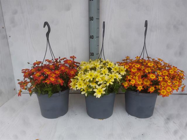 Bidens